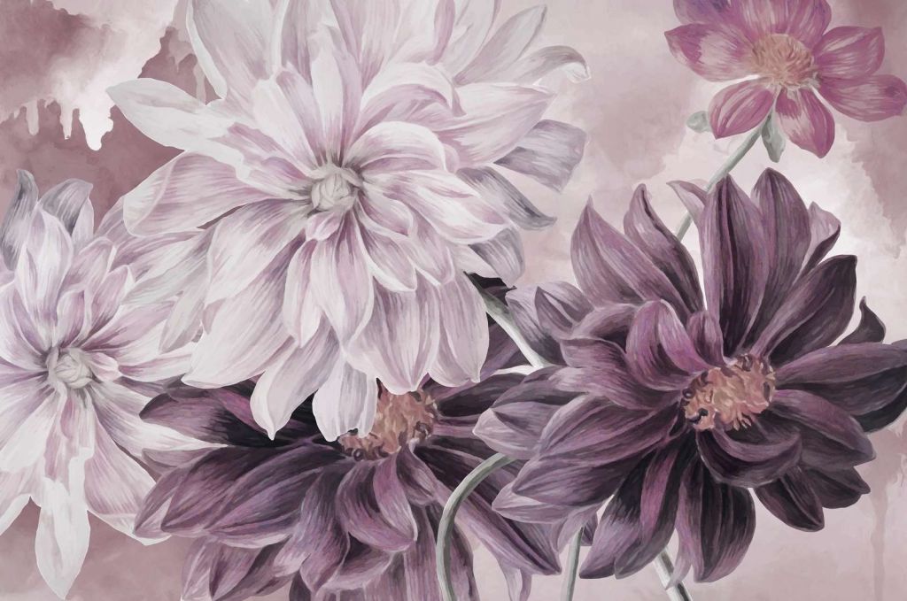 Dahlias Purple