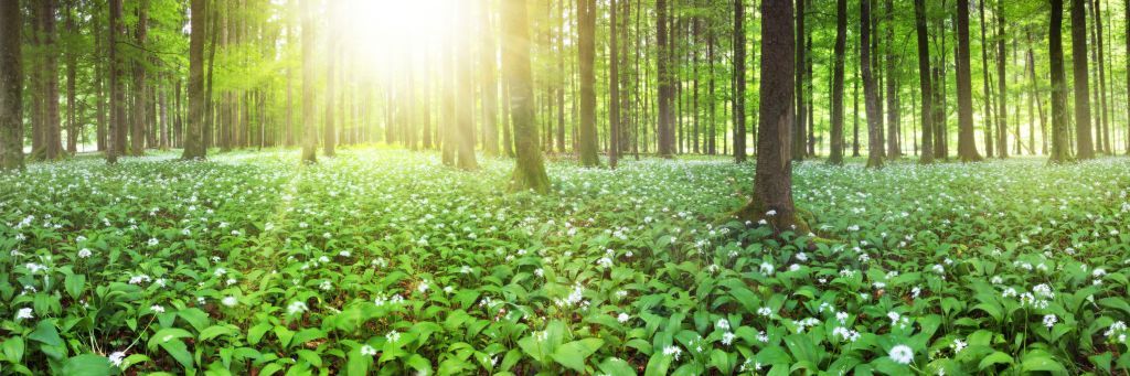 Wilder Wald mit Sonnenaufgang