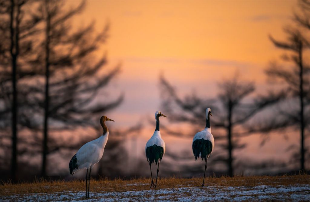 Kraniche bei Sonnenuntergang