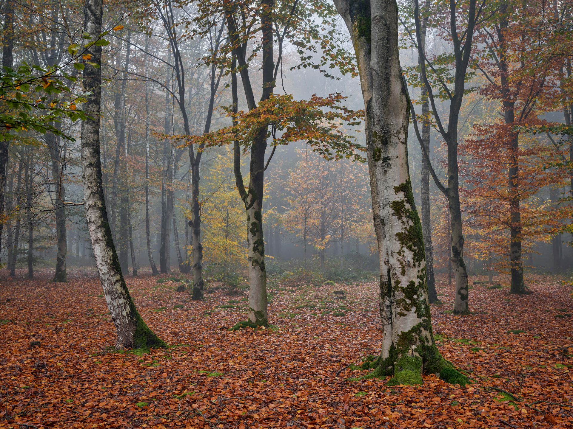 Birkenwald im Herbst - Fototapete